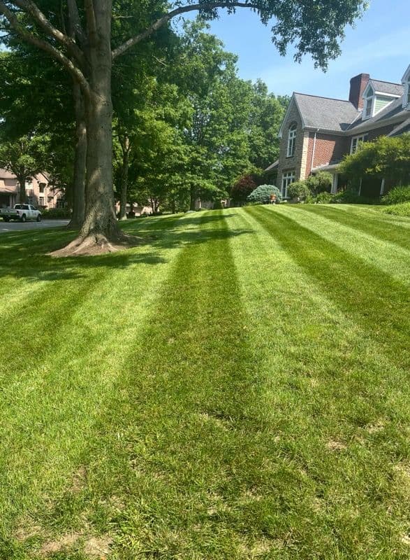 Lawn Care Excellence for a Greener Tomorrow image