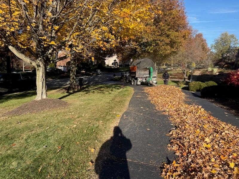 Gallery photos for Leaf Cleanup Service - Effortless Yard Maintenance: Image #1